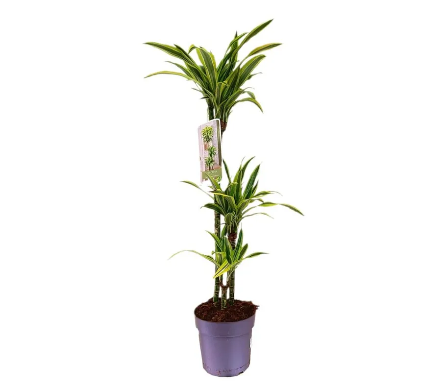 Dracena Lemon Line 60-30-15 3 Troncos M20 Moderno