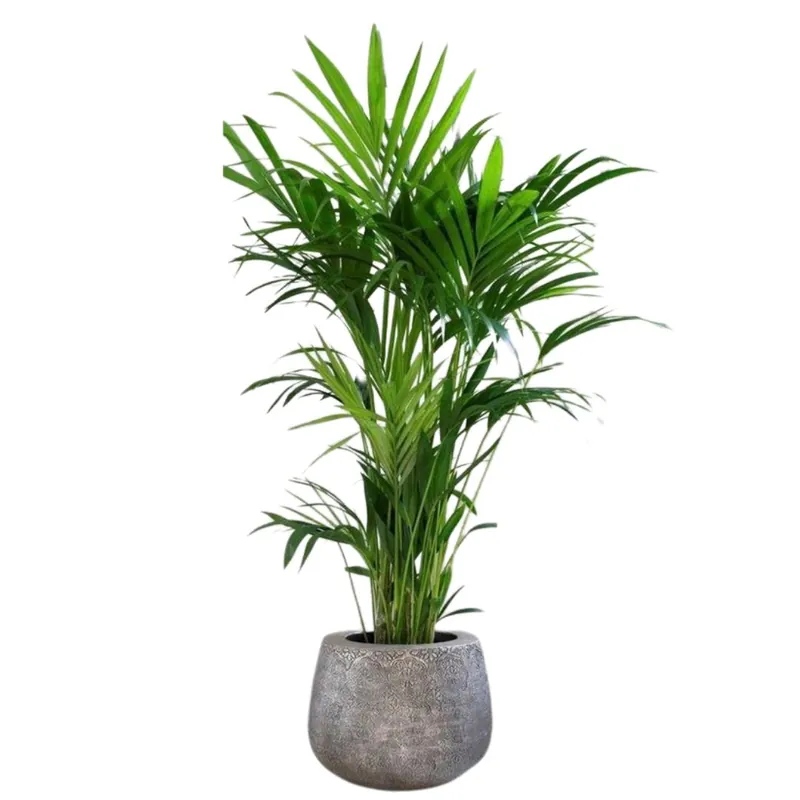 Areca Planta De Aire Limpio (areca Palm, Dypsis Lutescens) M14 A Buen Precio