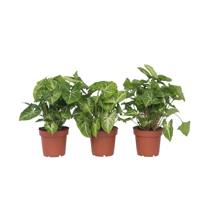 Planta Cabeza De Flecha - 3 Pzs - Syngonium 'pixie' - Altura 25-40cm - ⌀12cm Moderno