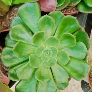 Pago Seguro Suculentas Y Cactus Variedad #48 Planta Sin Id