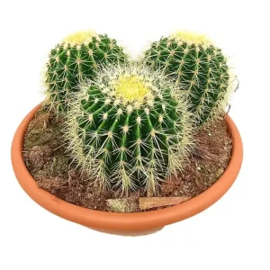 Edición Limitada Echinocactus Grusonii T35