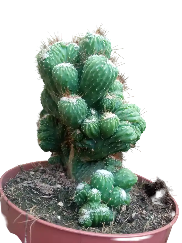 Cactus Cereus Peruvianus Monstruoso Ø13 Plantas Cristata Última Oportunidad