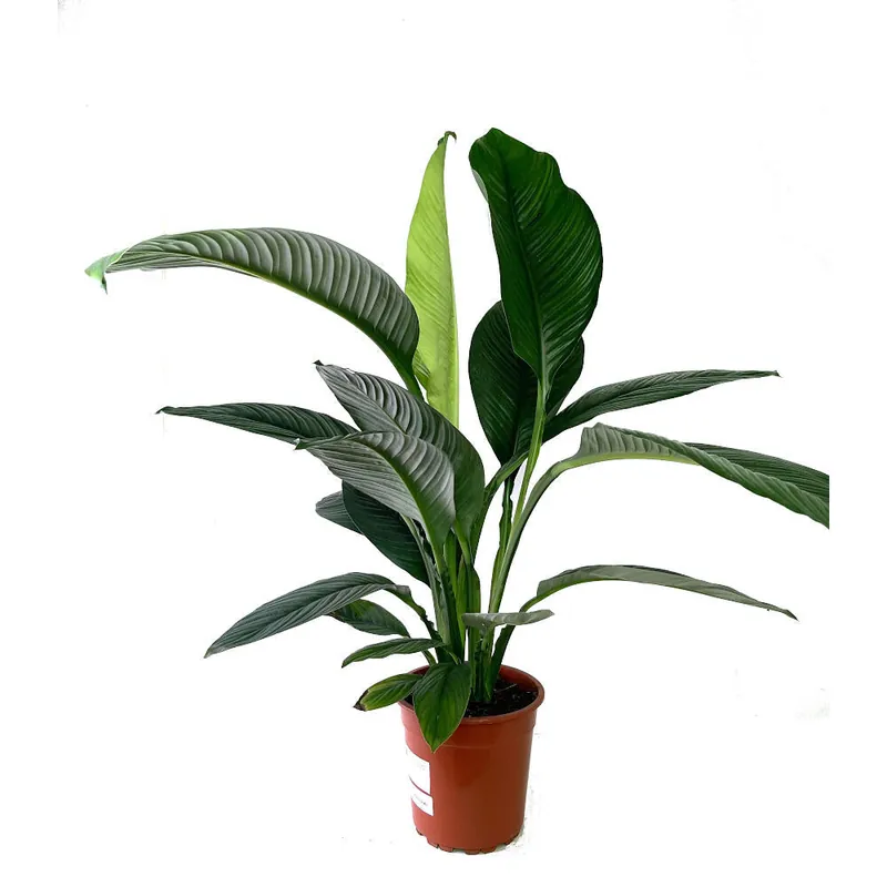 Precio Rebajado Spathiphyllum Sensation M24 100cm (cuna De Moisés)