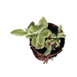 Aptenia Cordiflora Variegata Ø5 Cm Planta Colgante Precio Bajo