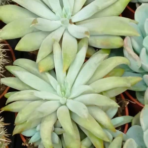 Envío Exprés Pachyveria Glacier Planta Suculenta Ø8