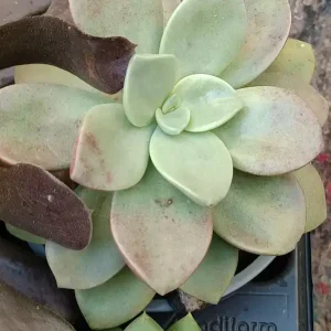 Gran Oferta Cactus Y Suculenta Planta Grande Ø13 ☼ Ref017