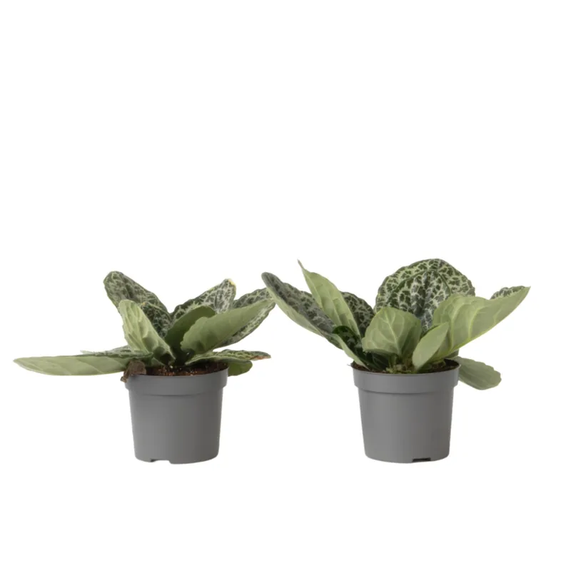 Novedad Prímula Del Cabo - 2 Piezas - Streptocarpus 'pretty Turtle' - A25-35cm - ⌀13cm