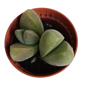 Gibbaeum dispar planta suculenta Ø5 lithops cactus piedra Venta Final