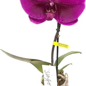 A Buen Precio Orquídea Phalaepnopsis Natural De Flor Morada 35-40 Cm Planta Decorativa Uniflor En Maceta M12