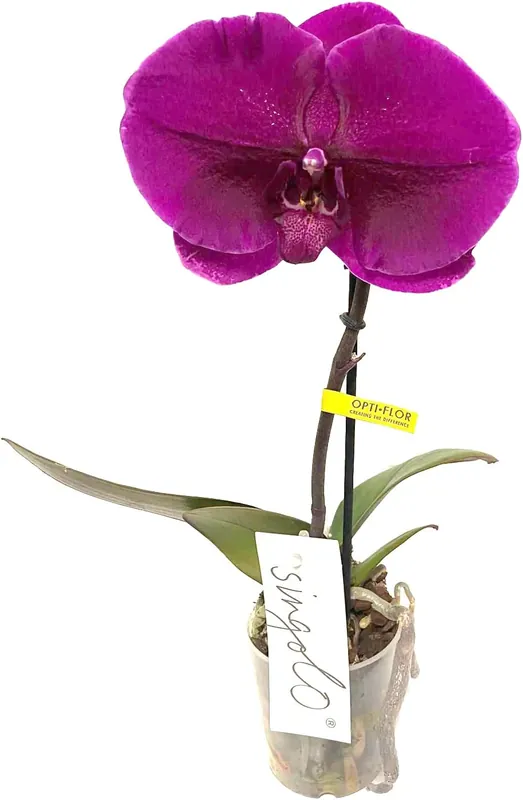 A Buen Precio Orquídea Phalaepnopsis Natural De Flor Morada 35-40 Cm Planta Decorativa Uniflor En Maceta M12