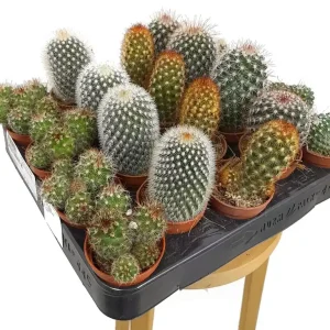 Pack 24 Cactus Variado M5 Súper Precio