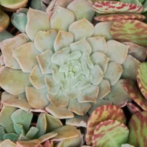 Moderno Suculentas Y Cactus Variedad #53 Planta Sin Id