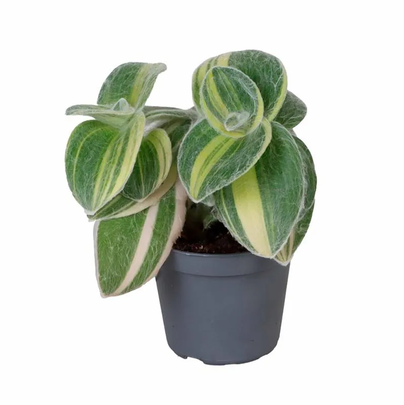 Tradescantia sillamontana Variegata Planta suculenta Ø6 Premium
