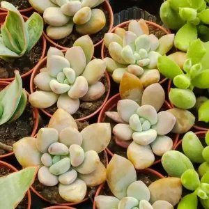 Promoción Exclusiva Graptoveria Pink Donna Planta Suculenta Ø5
