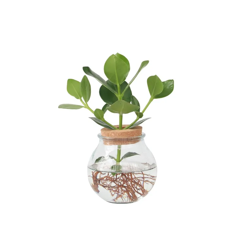 Copey Rosado - Clusia Rosea 'princess' - Altura 25-35cm - ⌀20cm Promoción
