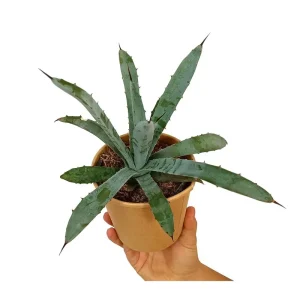 Solo Por Tiempo Limitado Agave Hyb Little Penguins M11