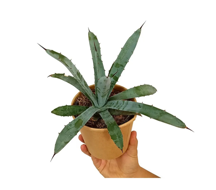 Solo Por Tiempo Limitado Agave Hyb Little Penguins M11