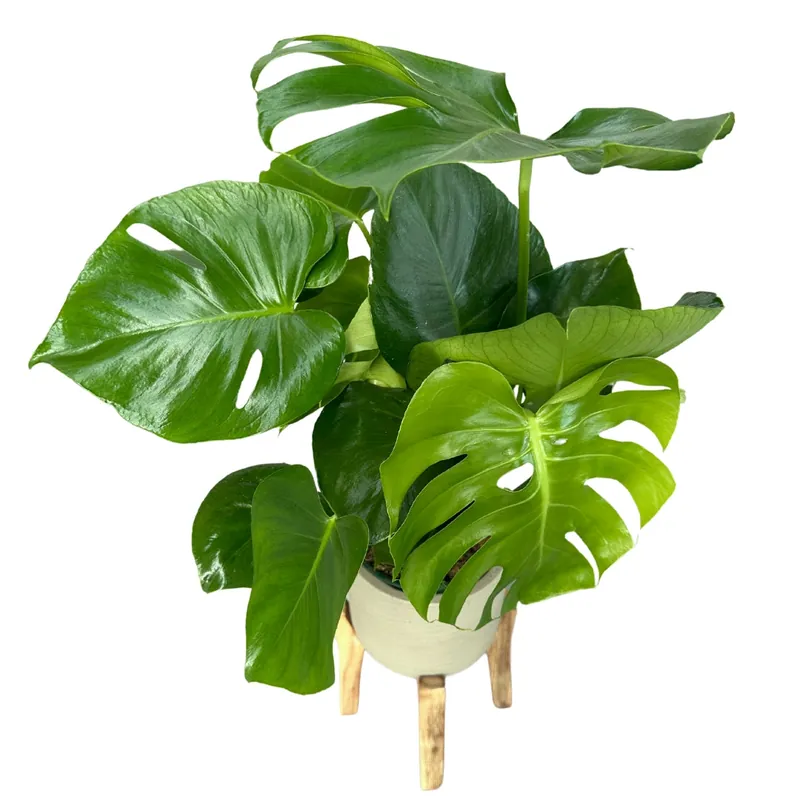 Monstera Deliciosa O Costilla De Adán Planta De Interior Resistente Stock Limitado