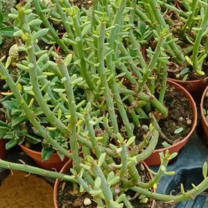 Barato Kleinia Anteuphorbium Planta Suculenta 8 Cm