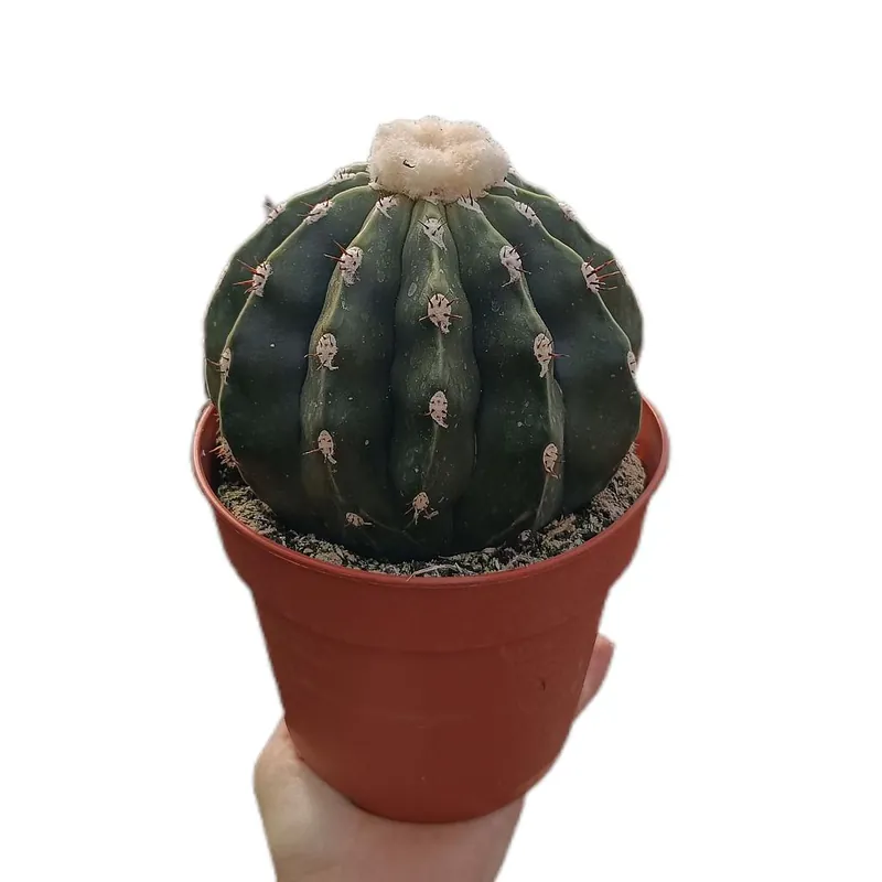 Oferta Melocactus Maxonii M15