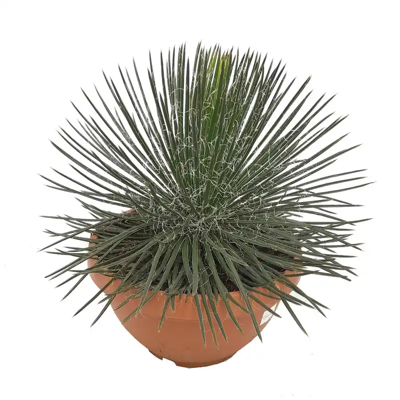 Última Versión Agave Geminiflora T30 60cm
