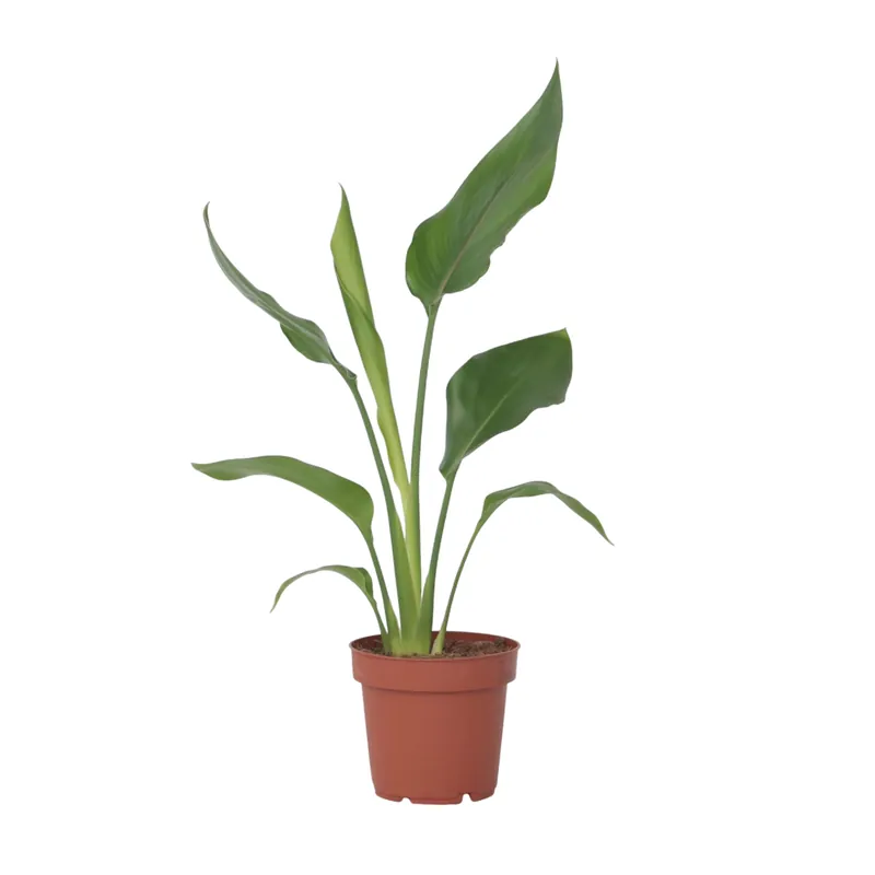 Bestseller Flor Ave Del Paraíso - Strelitzia Reginea - Altura 25-40cm - ⌀9cm