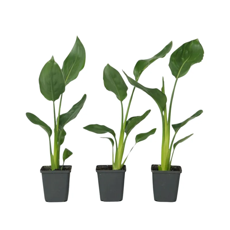 Flor Ave Del Paraíso - 3 Pzs - Strelitzia Reginea - Altura 25-40cm - ⌀9cm Envío Gratis