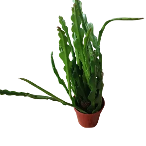 Envío Exprés Epiphyllum anguliger planta zig zag suculenta colgante Ø6