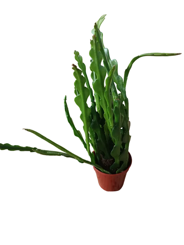 Envío Exprés Epiphyllum anguliger planta zig zag suculenta colgante Ø6