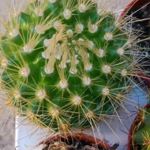 Mejor Precio Parodia Penicillata Cactus Ø5 Cm