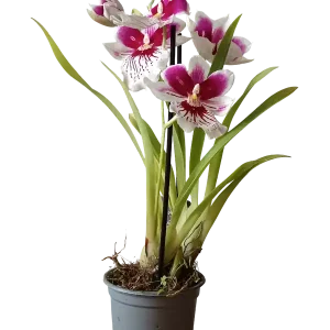Precio De Oferta Orquidea Miltinopsis De Color Surtido Ø9 - 45 Cm SIN FLOR ACTIVA