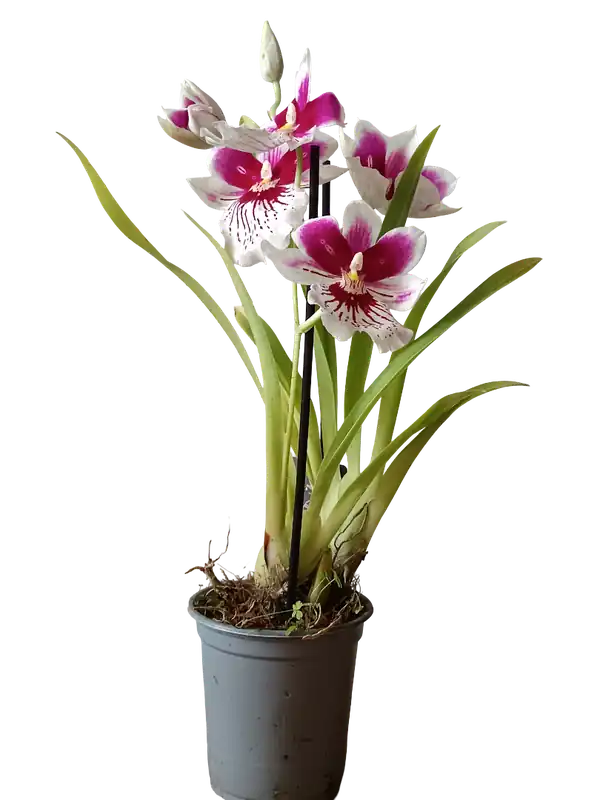 Precio De Oferta Orquidea Miltinopsis De Color Surtido Ø9 - 45 Cm SIN FLOR ACTIVA