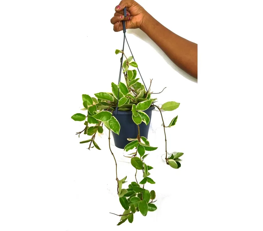 Garantía De Devolución De Dinero Hoya Carnosa Variegata M20