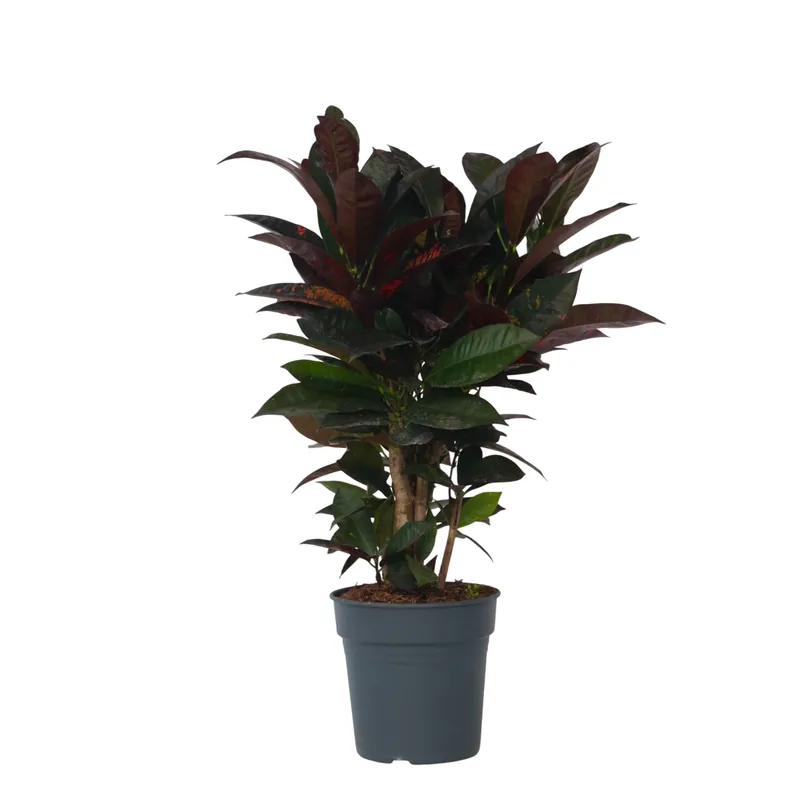 Súper Precio Croton - Codiaeum Variegatum 'mrs. Iceton' - Altura 60-70cm - ⌀19cm