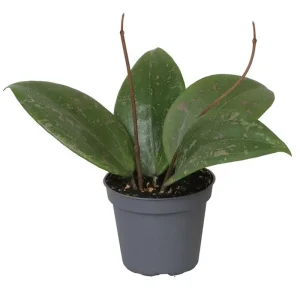 Precio De Oferta Hoya Wibergiae Planta Suculenta Colgante Flor De Cera Ø6