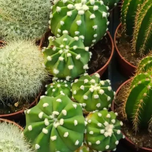 Cactus Planta Echinocactus Denudatum Ø8 Cms Garantía De Devolución De Dinero