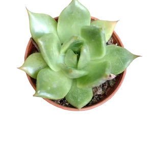 Planta suculenta ☼ surtida aleatoria pequeña Ø5 VENTA POR UNIDAD Súper Precio