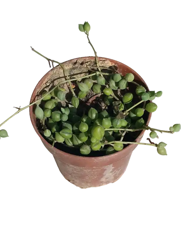 Senecio Rosario Planta Suculenta Colgante Ø8 Cm Profesional