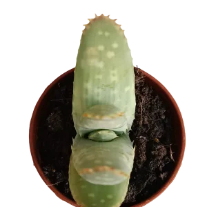 Más Vendido Aloe marlothii planta suculenta joven Ø5