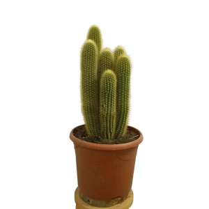 Pilosocereus Chrysosthele M25 Disponible Ahora