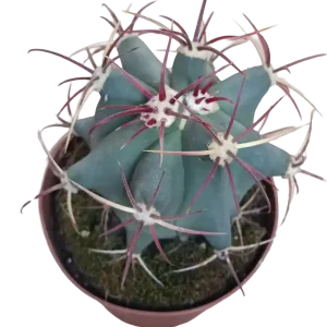 Ferocactus Emory Cactus Ø13 Planta Para Sol Oferta