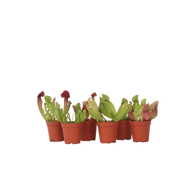Planta Cobra Roja - 6 Pzs - Sarracenia Purpurea - Altura 15-20cm - ⌀55cm Lujoso