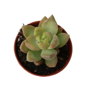 Envío Exprés Sedum Amarillo Glow Planta Suculenta Ø5 Cm