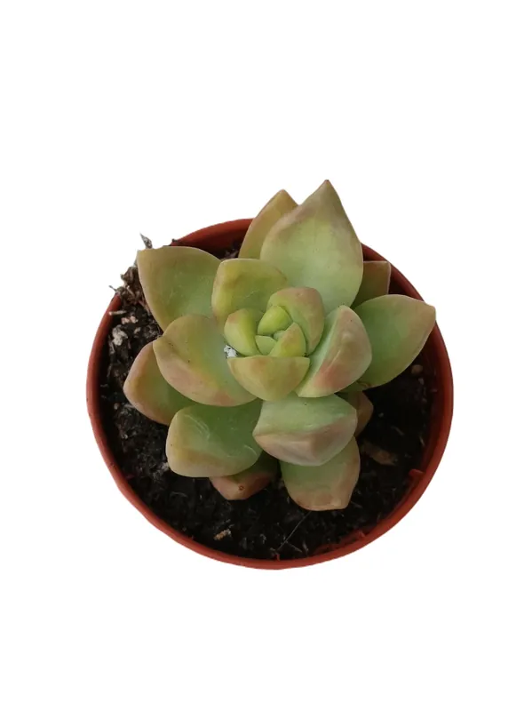 Envío Exprés Sedum Amarillo Glow Planta Suculenta Ø5 Cm