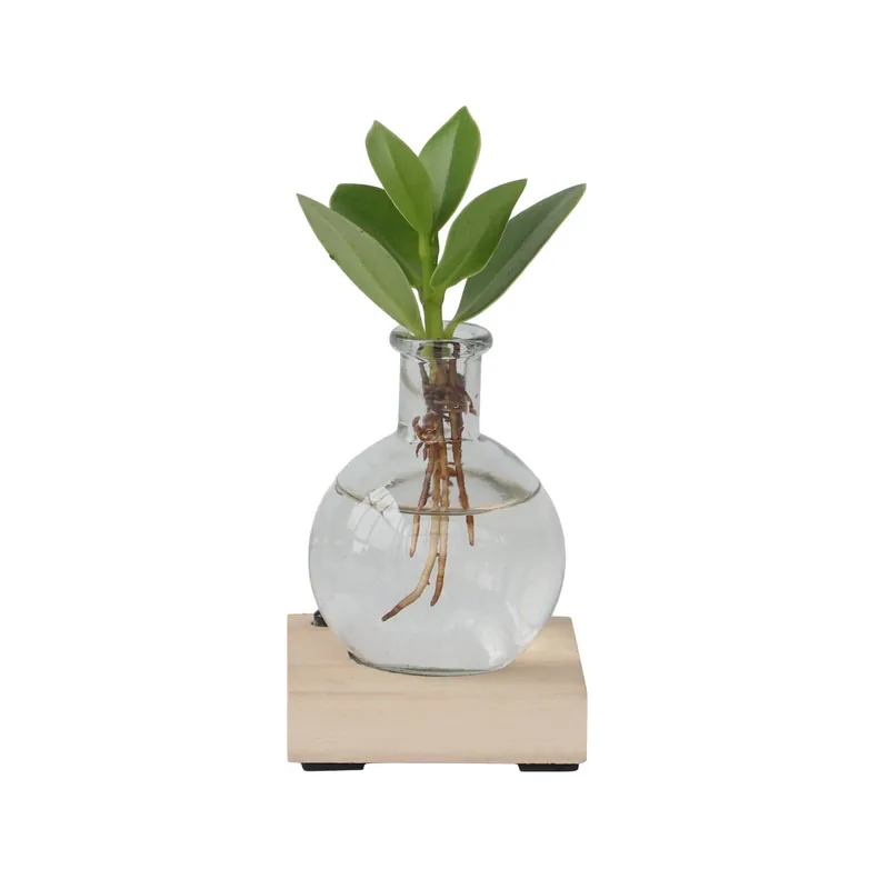 Copey Rosado - Clusia Rosea 'princess' - Altura 15-20cm - ⌀8cm Comprar En Línea