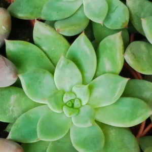 Última Versión Suculentas Y Cactus Variedad #35 Planta Sin Id