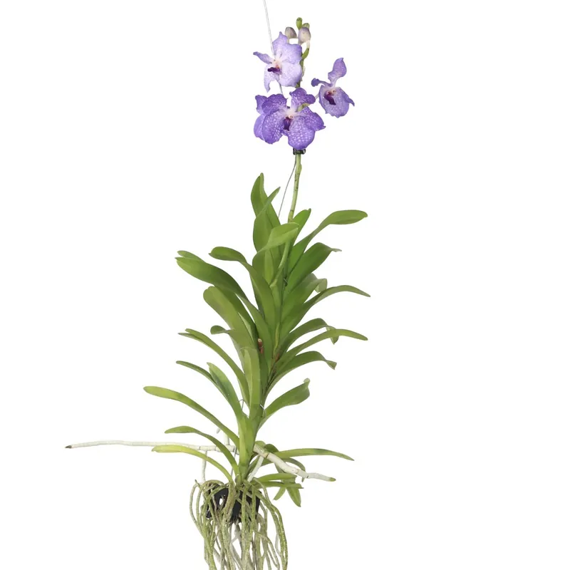 Premium Orquídea Vanda - Vanda 'new Blue' - Altura 55-65cm