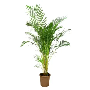 Precio De Oferta Areca Lutescens M35 200-220cm