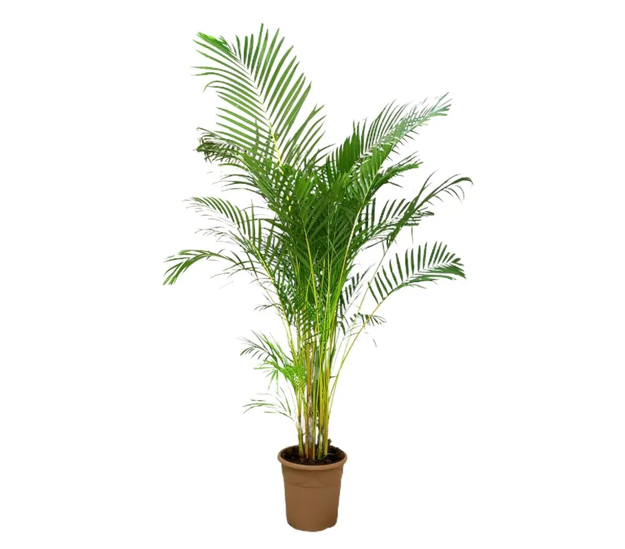 Precio De Oferta Areca Lutescens M35 200-220cm
