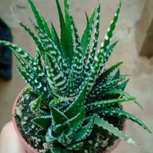 Precio Rebajado Haworthia Sp 1 Planta Suculenta 5 Cm